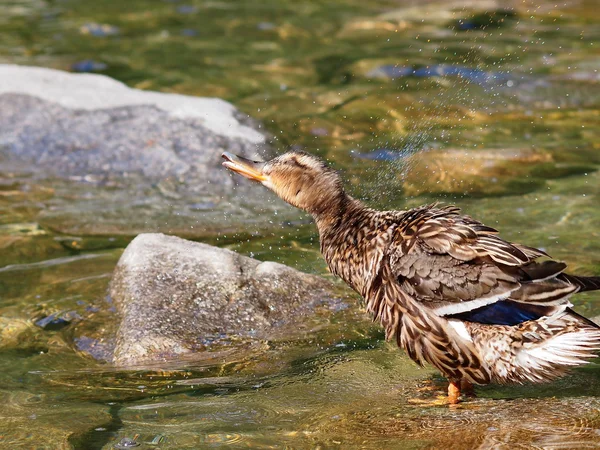 Krzyżówka kaczki anas platyrhynchos nad jeziorem, — Zdjęcie stockowe