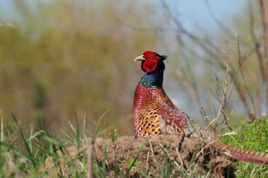 Yaygın sülün, Phasianus colchicus