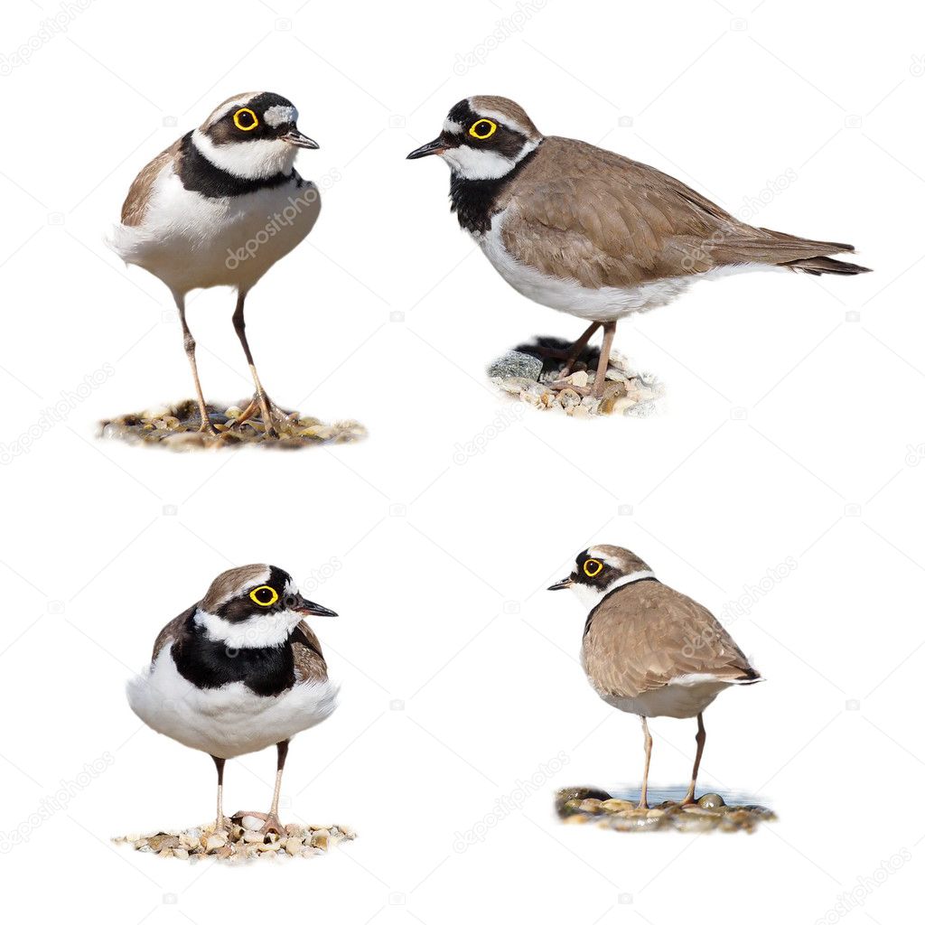 Little Ringed Plover isolated on white background