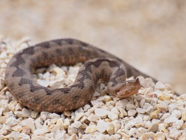 Horned viper, vipera ammodytes clipart