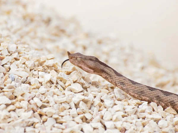 Szarvas vipera, vipera ammodytes — Stock Fotó