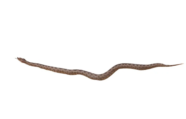 角蝰蛇蝰蛇黄海玉，在白色背景上孤立 — 图库照片