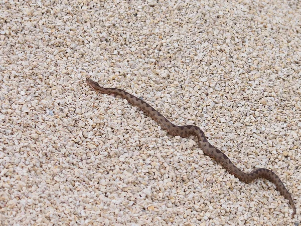 stock image Horned viper, vipera ammodytes