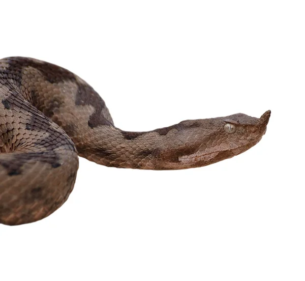 Vipera イカナゴ白い背景で隔離の角状毒蛇 — ストック写真