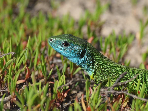 Jaszczurka zielona na zielonej trawie, lacerta viridis — Zdjęcie stockowe