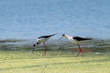 Uzunbacak (himantopus himantopus siyah kanatlı)