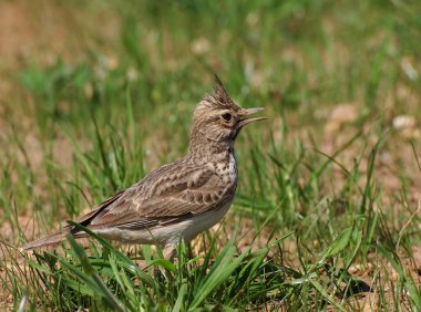 Tepeli toygar, galerida cristata