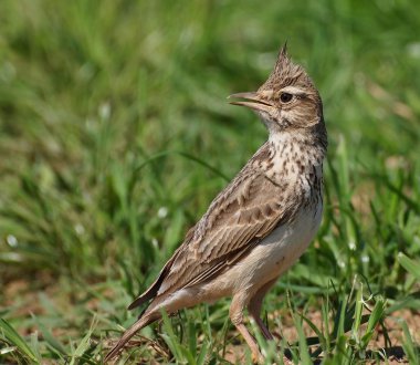 Crested Lark, Galerida cristata clipart