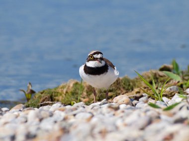 küçük halkalı cılıbıt, charadrius dubius