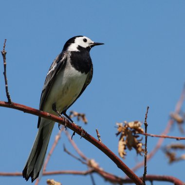 Beyaz kuyruksallayan, motacilla alba