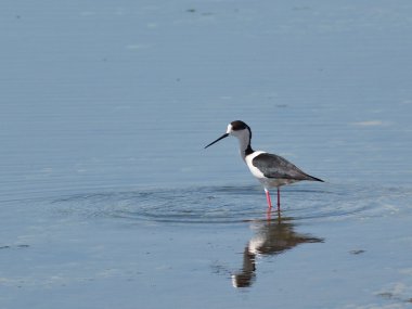 Uzunbacak (himantopus himantopus siyah kanatlı)