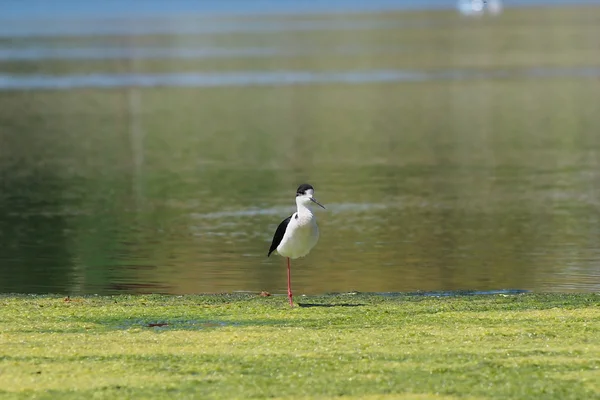 stock image Black winged stilt (himantopus himantopus)