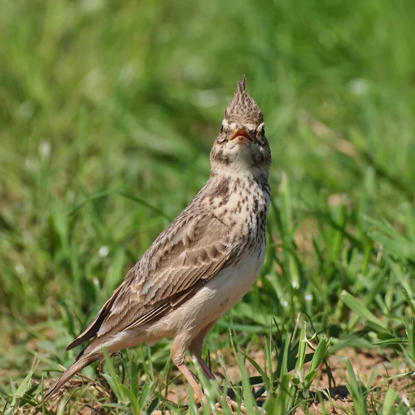 Crested Lärka, galerida cristata — Stockfoto