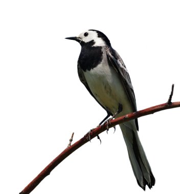 White Wagtail isolated on white background motacilla alba clipart