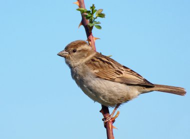 dalı, passer domesticus ev serçesi