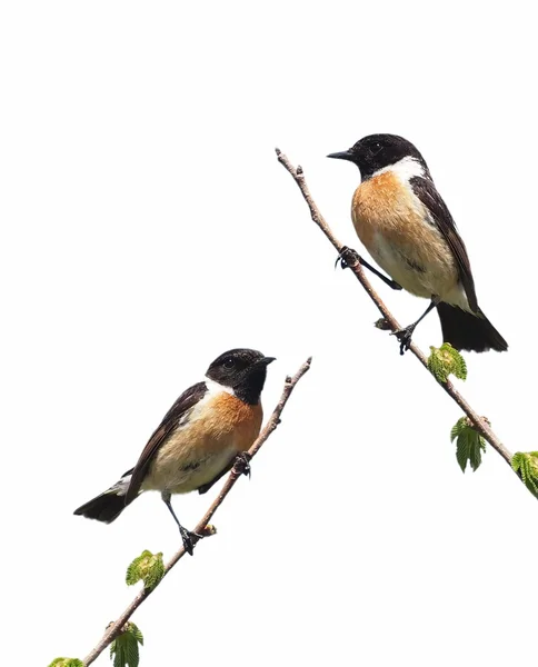 Общие Stonechat изолированы на белом фоне, Saxicola torquata — стоковое фото