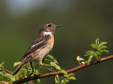 ortak stonechat, saxicola torquata