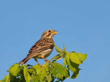 tarla kiraz kuşu, miliaria calandra