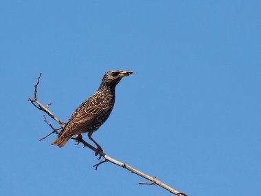 av, sturnus vulgaris ile ortak sığırcık