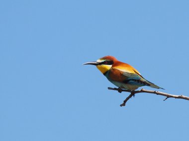 Avrupalı arı yiyici, Merops apiaster