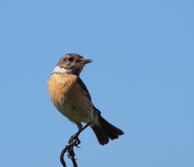 ortak stonechat, saxicola torquata