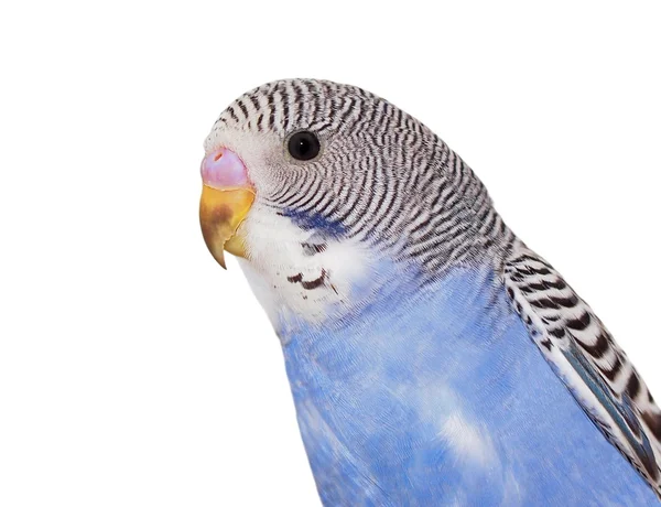 Portrait of budgerigar isolated on white background — Stock Photo, Image