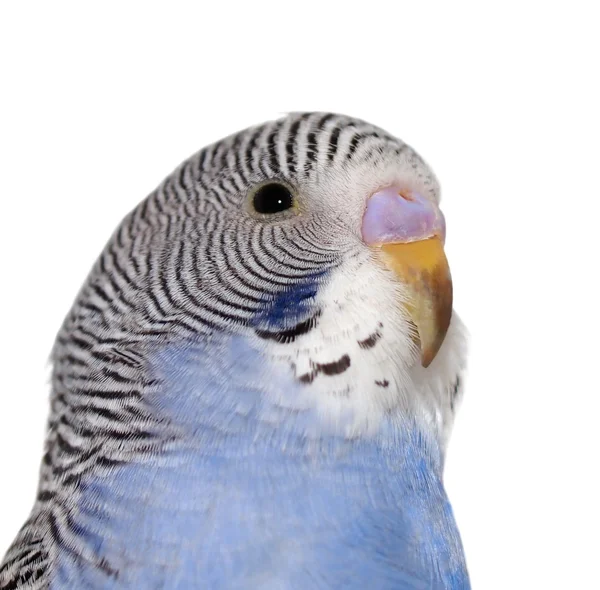 Portrait of budgerigar isolated on white background — Stock Photo, Image