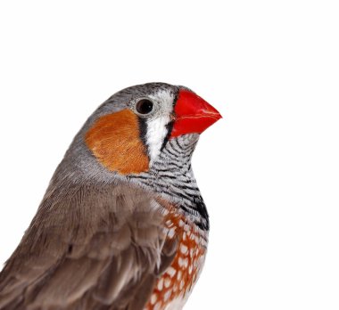 Portrait Zebra Finch, isolated on white clipart