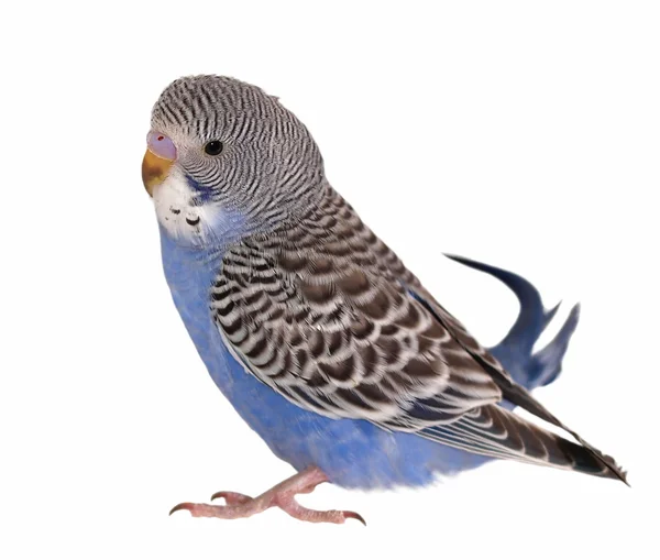 Beyaz arka plan üzerinde izole budgerigar — Stok fotoğraf