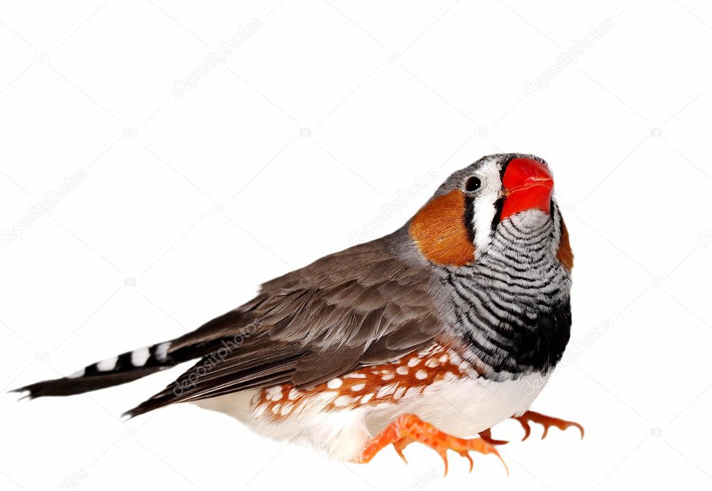 Zebra Finch, isolated on white background with clipping path