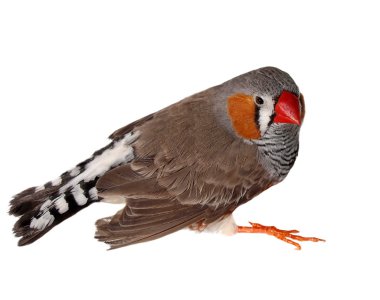 Zebra finch, izole kırpma yolu ile beyaz arka plan üzerinde