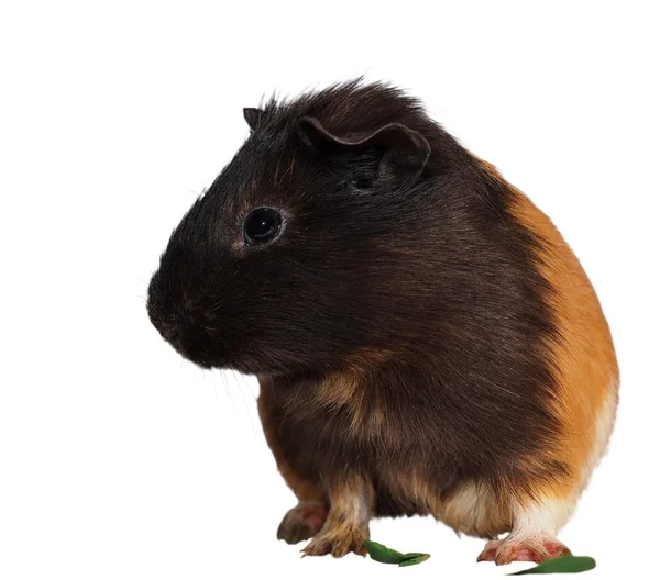 Black brown guinea pig isolated on white background with clipping path. — Stock Photo, Image