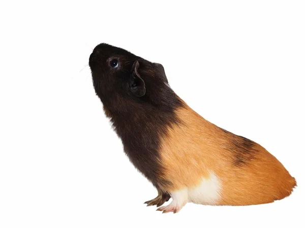 Black brown guinea pig isolated on white background — Stock Photo, Image