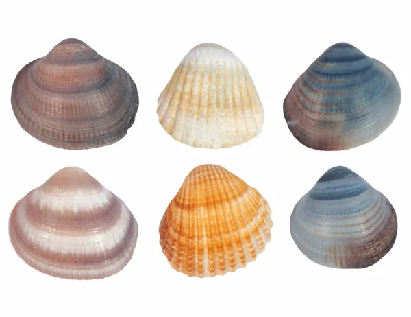 Colección Conchas marinas aisladas sobre fondo blanco —  Fotos de Stock