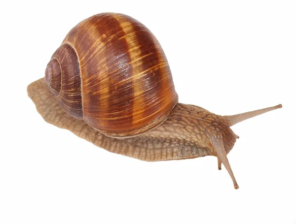 stock image Snail isolated on white background, Helix pomatia