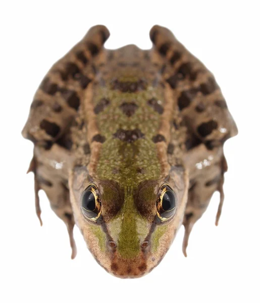 Marsh Frog aislado sobre fondo blanco, Pelophylax ridibundus —  Fotos de Stock