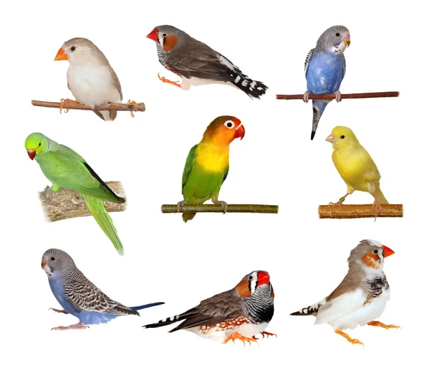 Set animais de estimação, Aves amores, Canário amarelo, Zebra Finch, Budgerigar — Fotografia de Stock