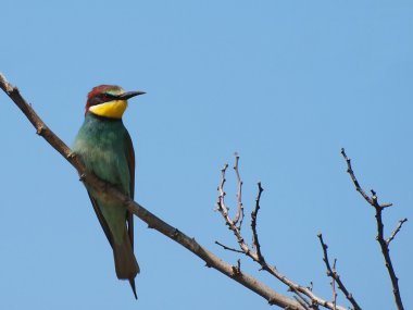 European bee eater, Merops apiaster clipart