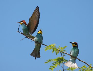 Avrupalı arı yiyici, Merops apiaster