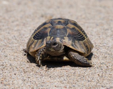 Hermann's Tortoise, turtle on sand, testudo hermanni clipart