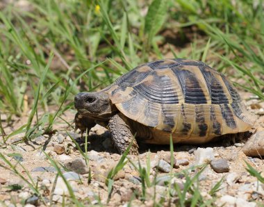 Hermann'ın tosbağa, kaplumbağa çimen, testudo hermanni