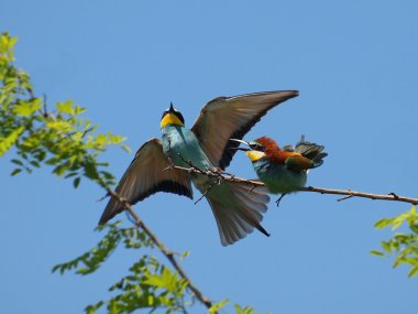 Avrupalı Arı yiyici, Merops apiaster