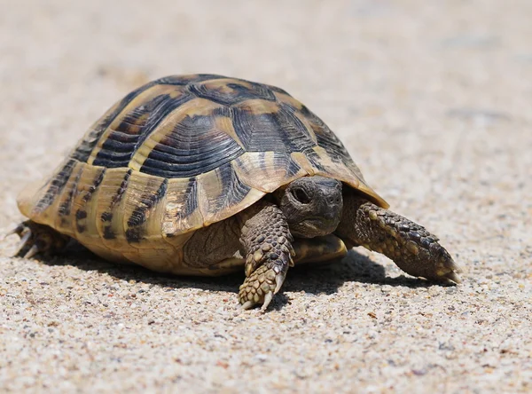 Hermann's sköldpaddan, sköldpadda på sand, testudo hermanni — Stockfoto