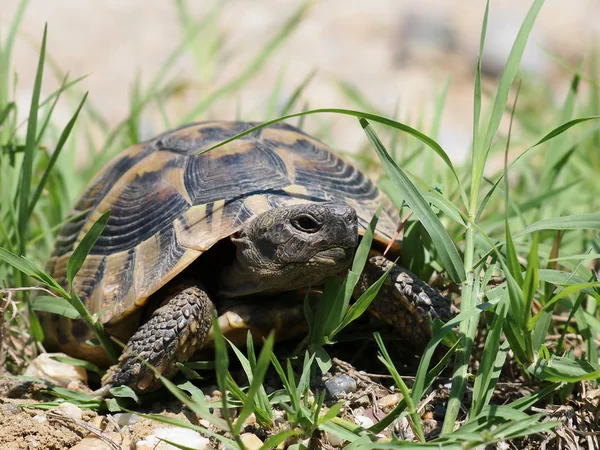 stock image Turtle in grass, testudo hermanni