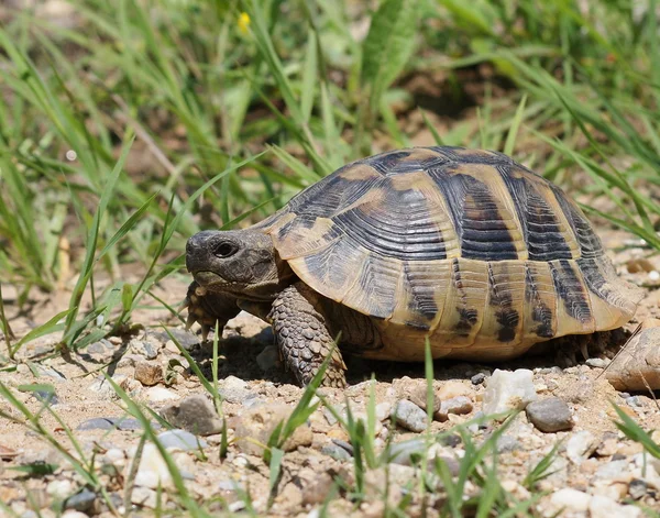 Tartaruga de Hermann, tartaruga na grama, testudo hermanni — Fotografia de Stock