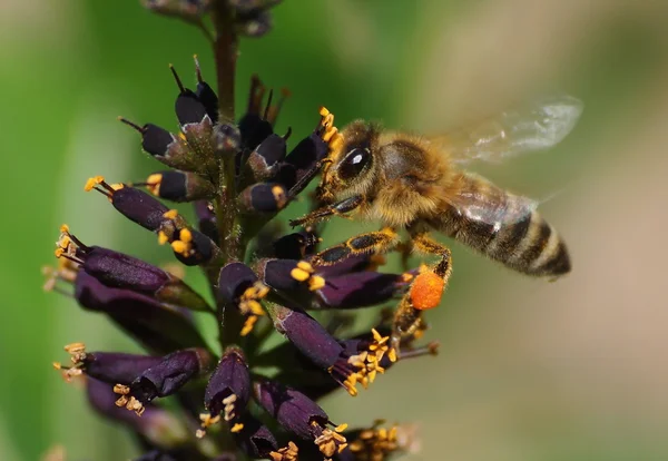 Μέλισσα πάνω άνθους ακακίας — Φωτογραφία Αρχείου