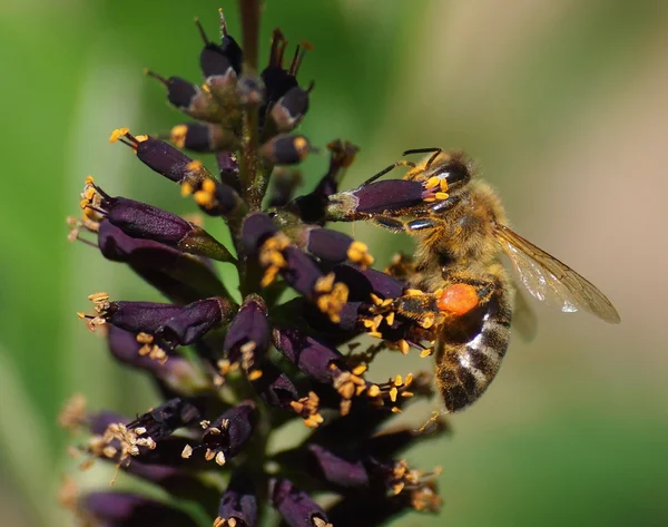 Bee on acacia flowers — Stock Photo, Image