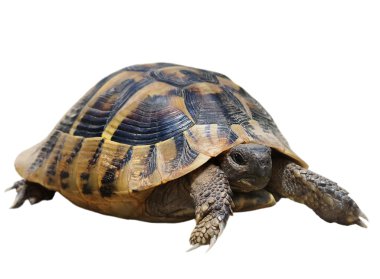 Turtle isolated on white background clipart