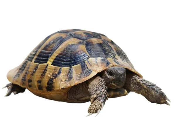 Żółw izolowany na białym tle — Zdjęcie stockowe
