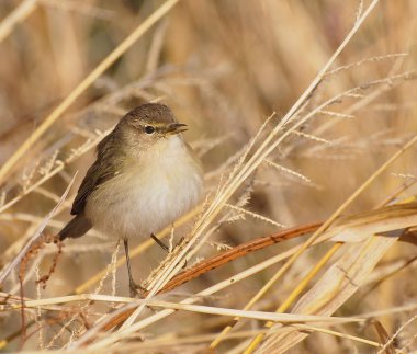 çıvgın, phylloscopus collybita